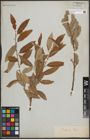 Foto von Salix discolor Muhl.